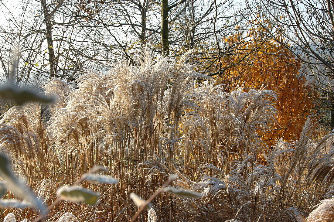 Miscanthus sinensis