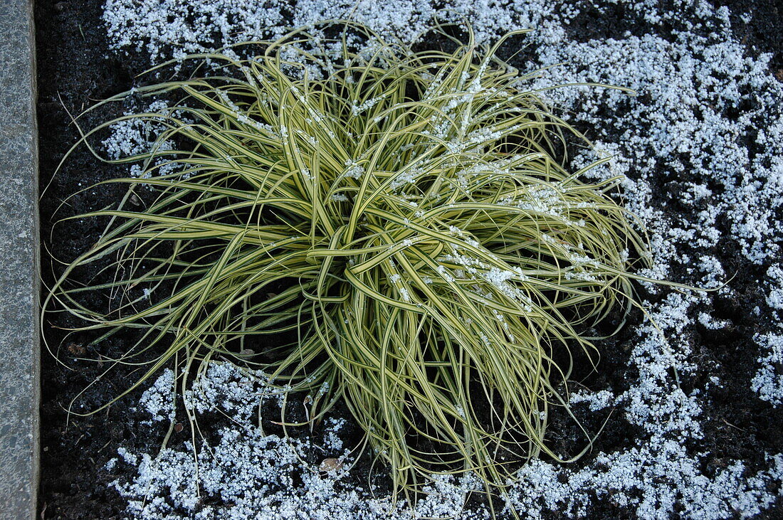 Carex morrowii 'Aureovariegata