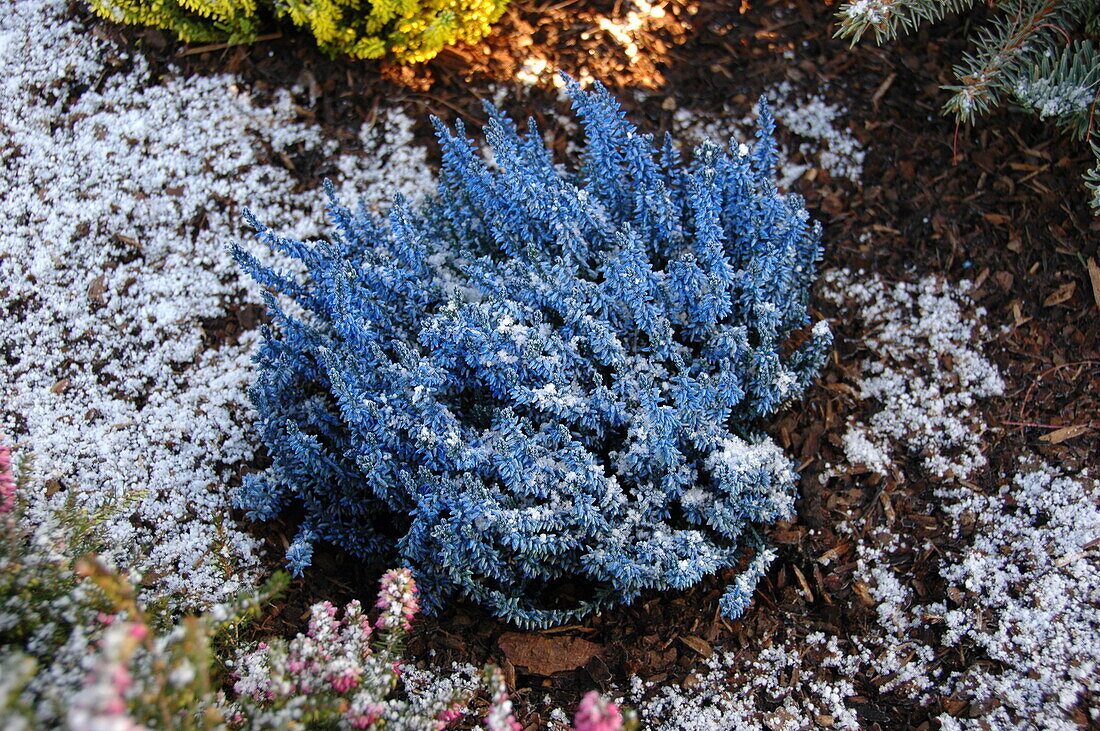 Calluna vulgaris, gefärbt