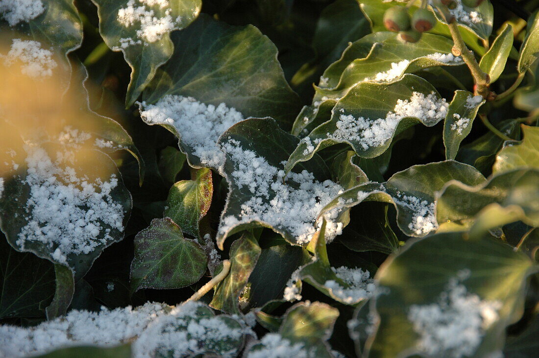 Ivy with snow