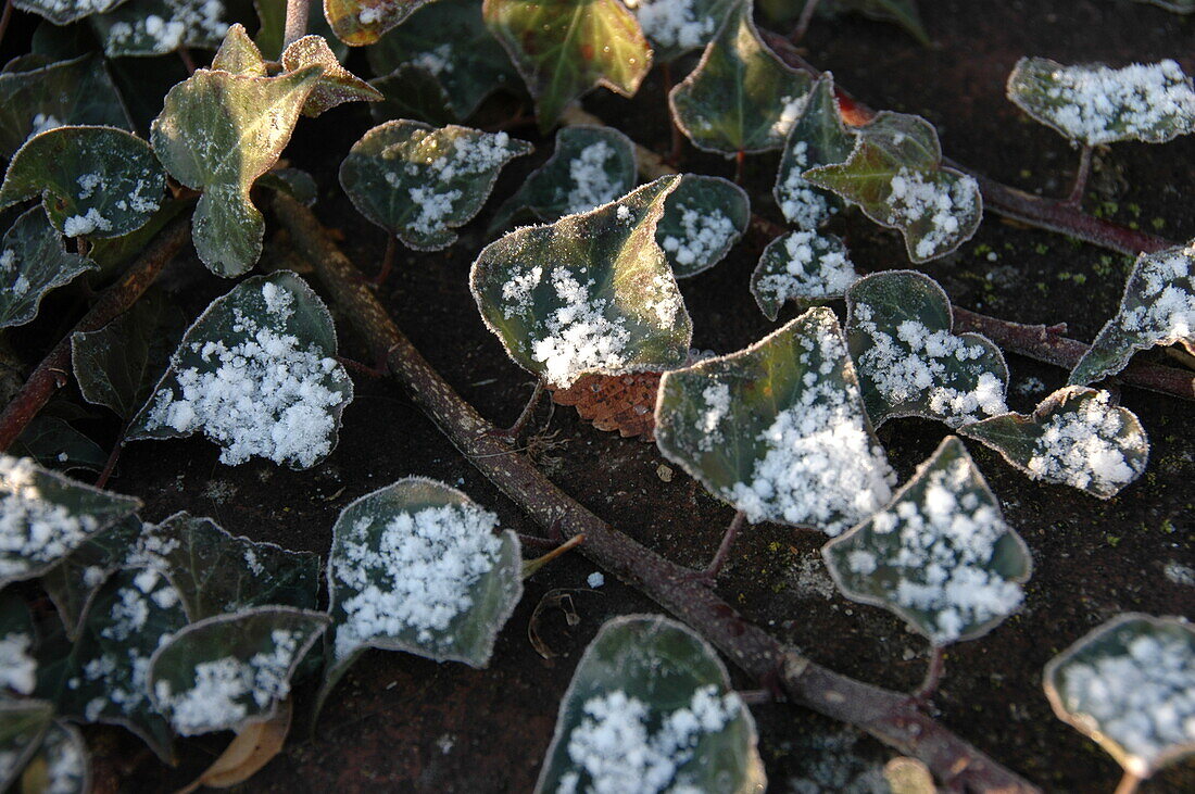 Ivy with snow
