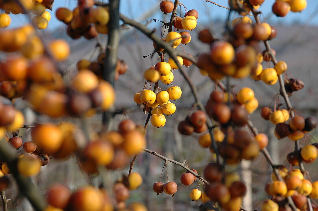 Malus x zumi 'Golden Hornet'