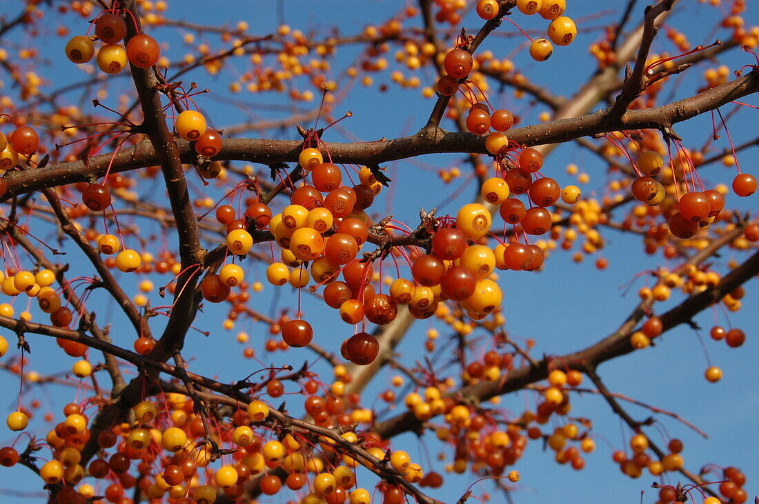 Malus 'Coccinella'®