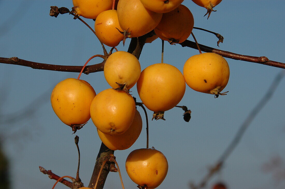 Malus x zumi 'Golden Hornet