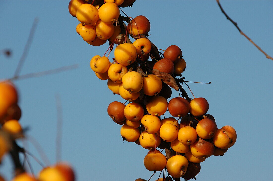 Malus 'Butterball'