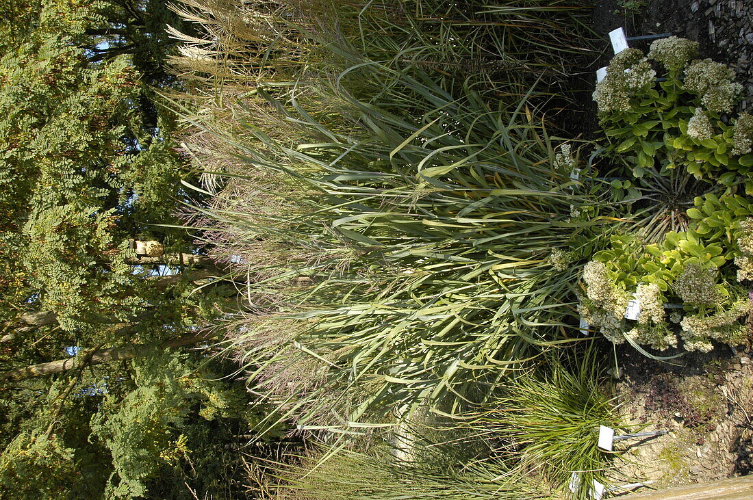 Arundo donax