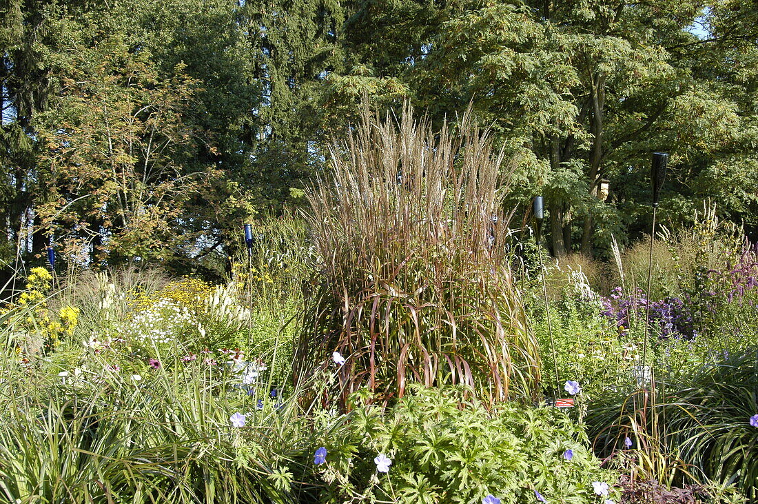 Miscanthus sinensis 'Ghana'