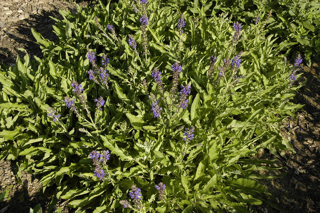 Salvia nemorosa 'Rügen