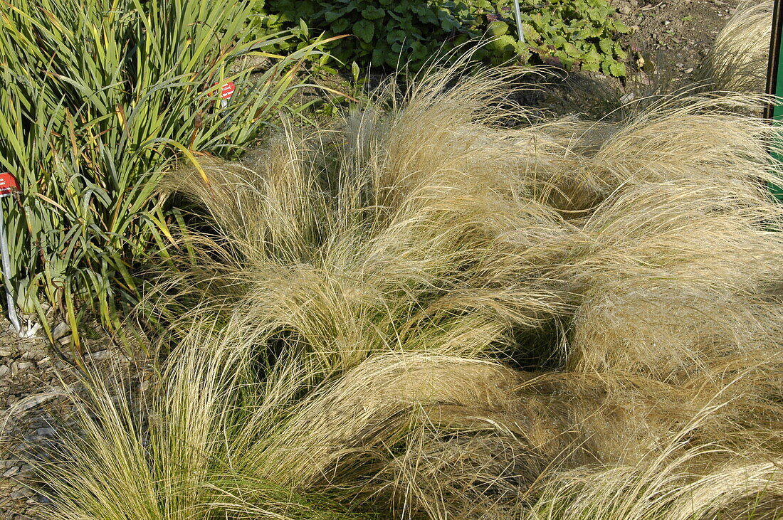 Stipa tenuissima