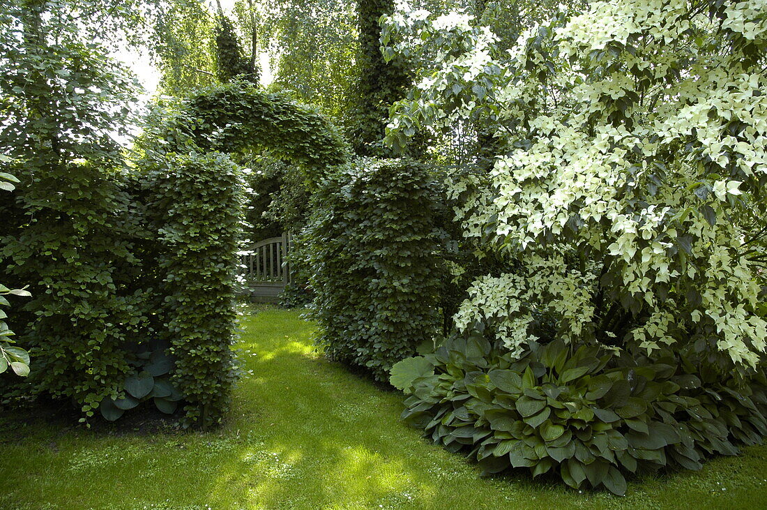 Garden view with hedge arch