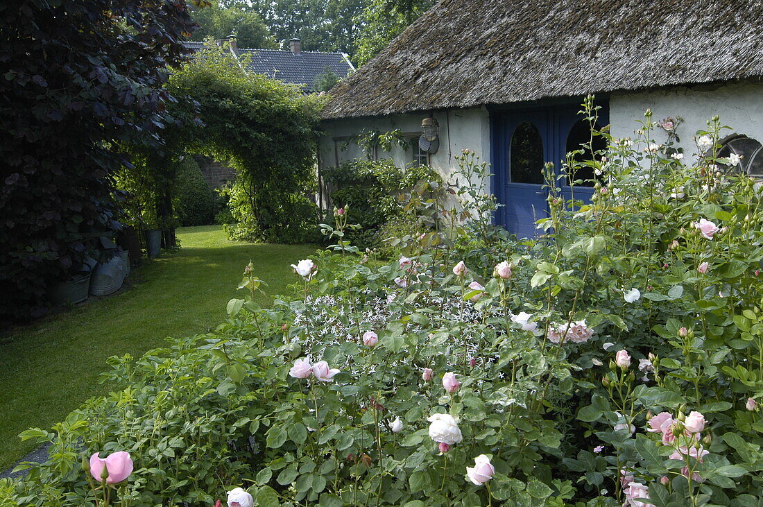 Garden view with house and roses