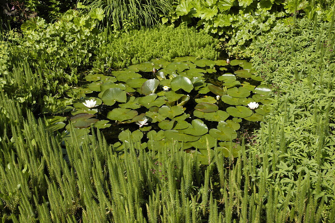 Lily pond