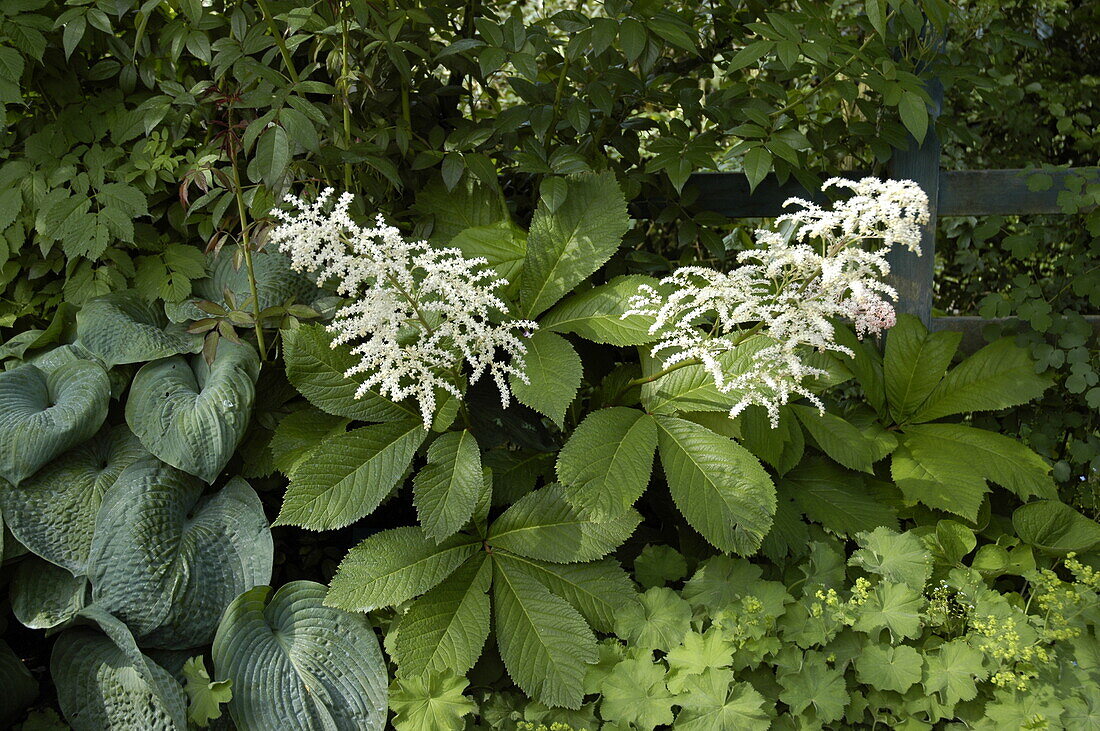 Rodgersia aesculifolia