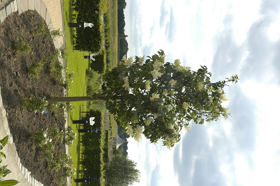 Syringa reticulata 'Ivory Silk'