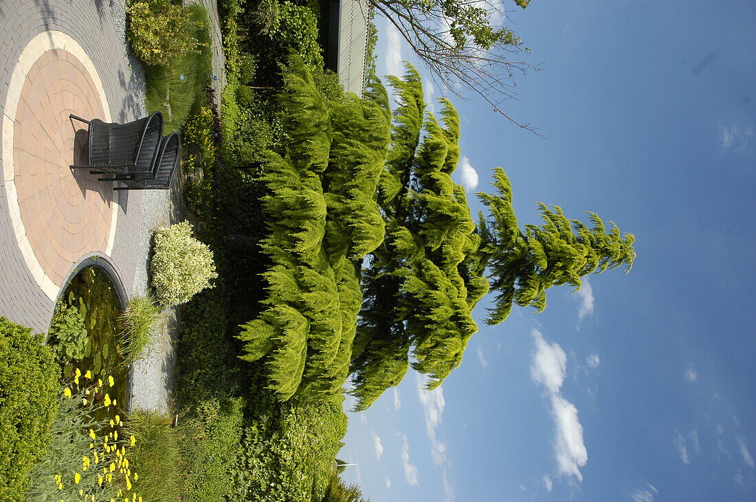 Cedrus deodara 'Aurea