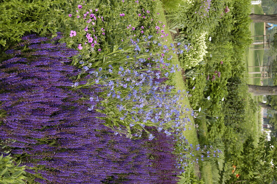 Myosotis, Salvia nemorosa 'Mainacht'