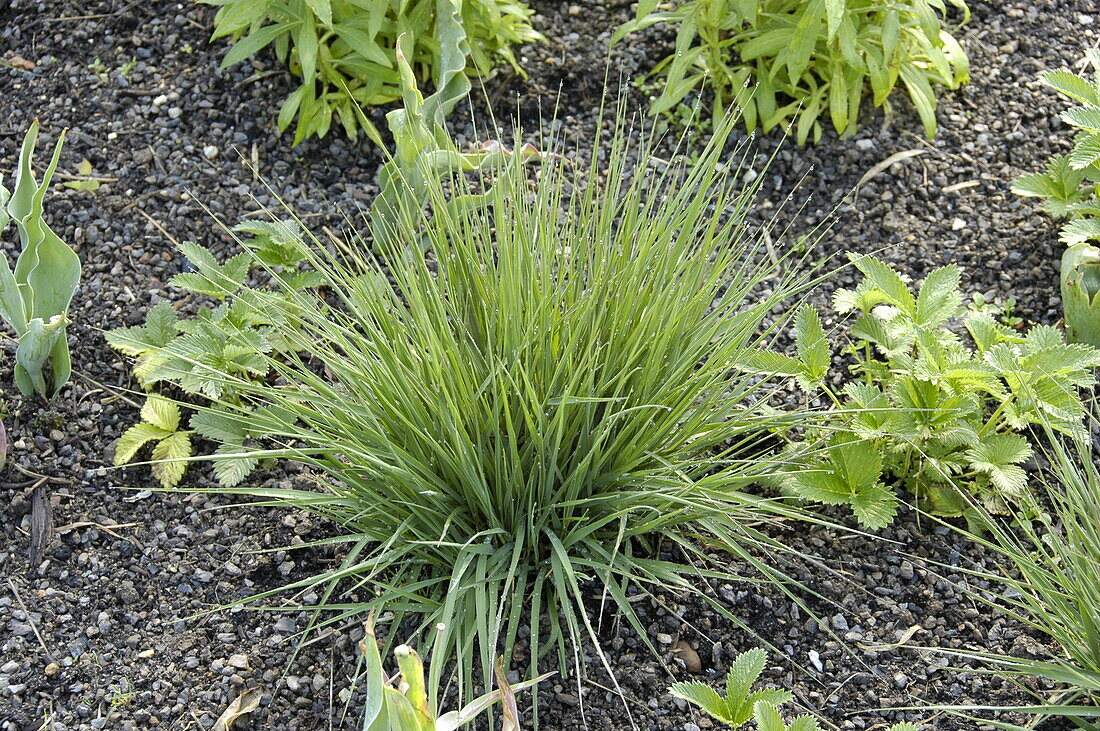 Molinia caerulea 'Edith Dudszus'.