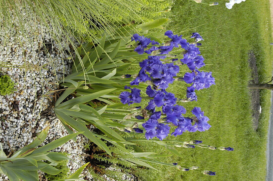 Iris germanica, blau