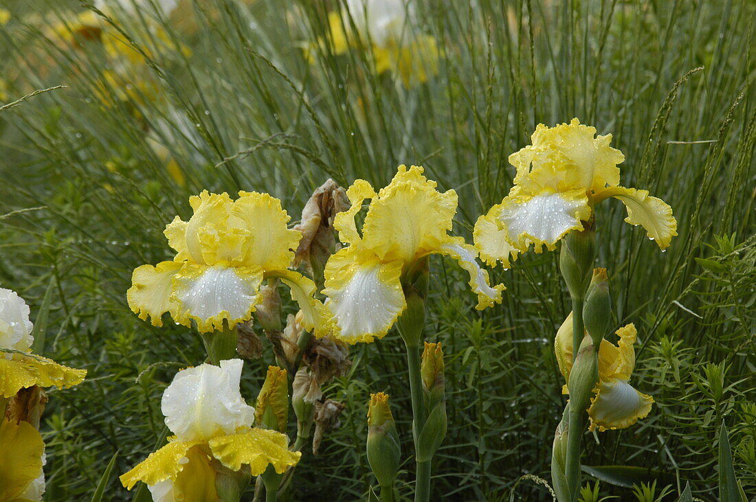 Iris x germanica, gelb-weiß