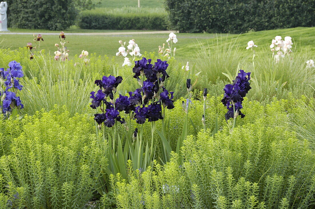 Iris x germanica, dunkelblau