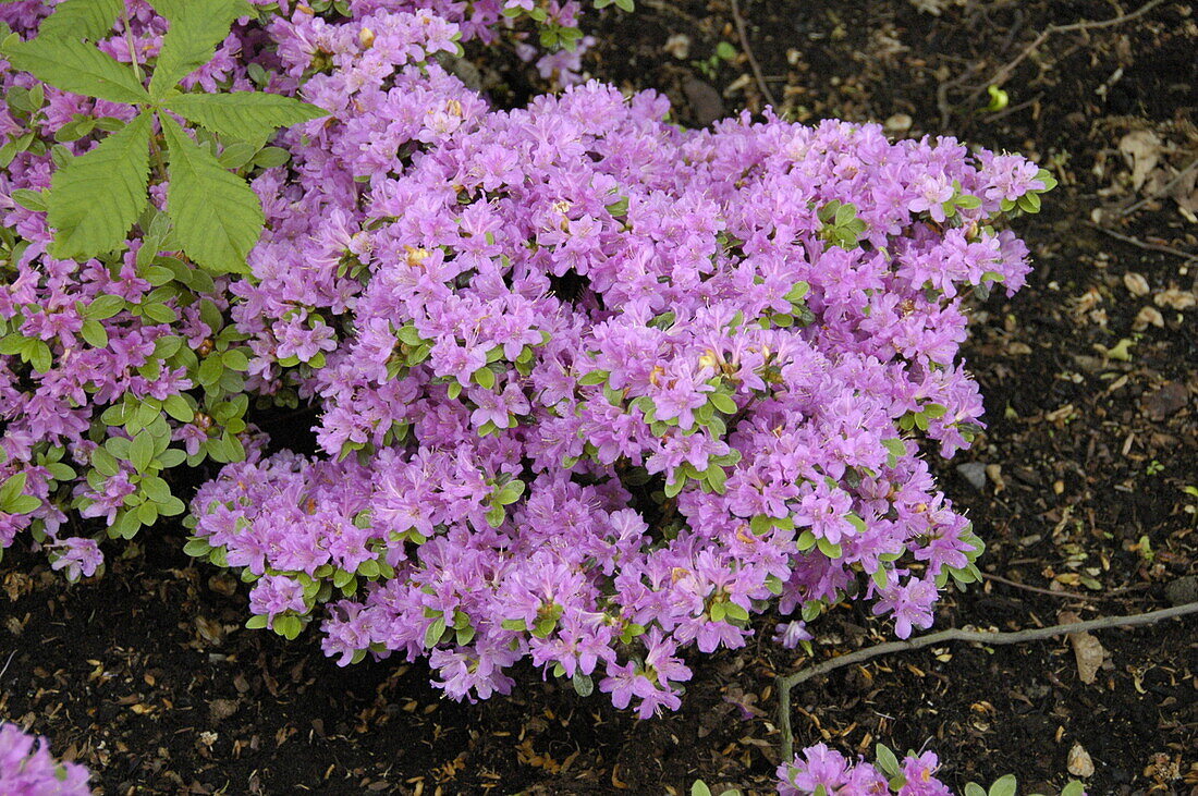 Rhododendron obtusum 'Diamant'®