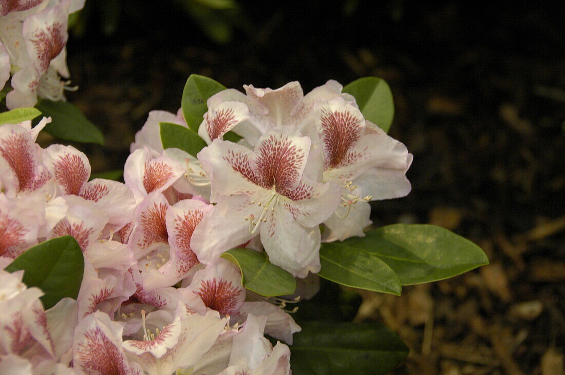 Rhododendron 'Belami'®