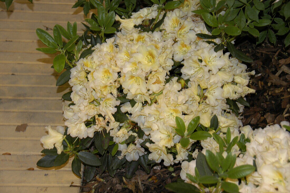 Rhododendron 'Marylou'