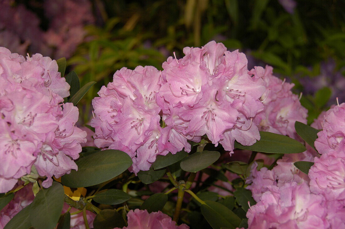 Rhododendron yakushimanum 'Lumina'