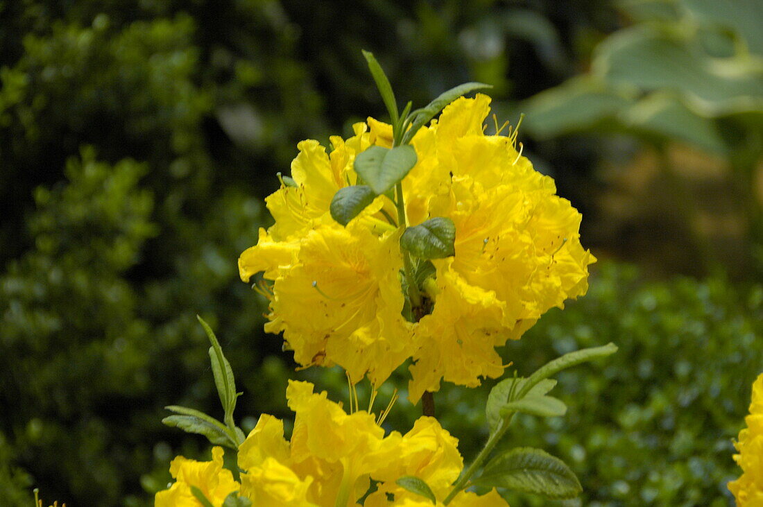 Rhododendron luteum 'Sun Chariot'