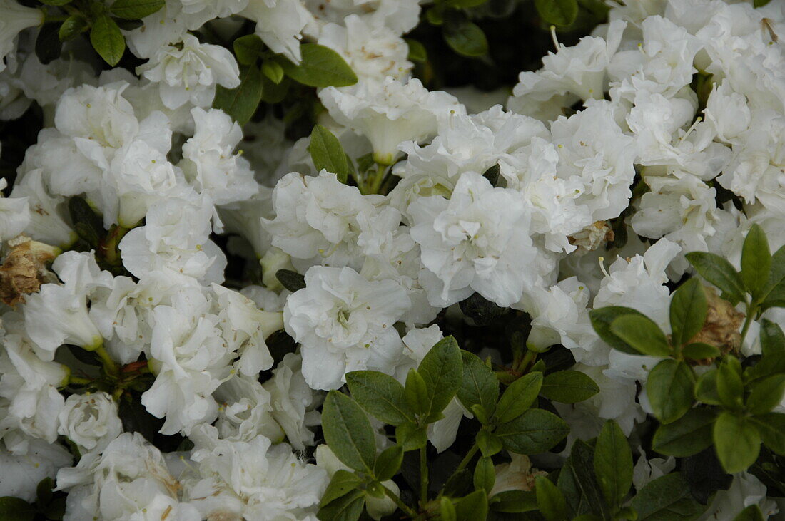 Rhododendron obtusum 'Eisprinzessin'®