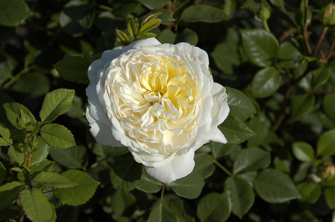 English Roses, white