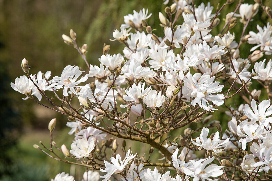 Magnolia stellata 'Royal Star'