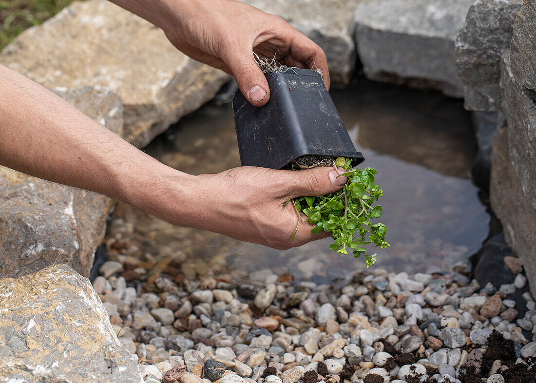 Plant watercress