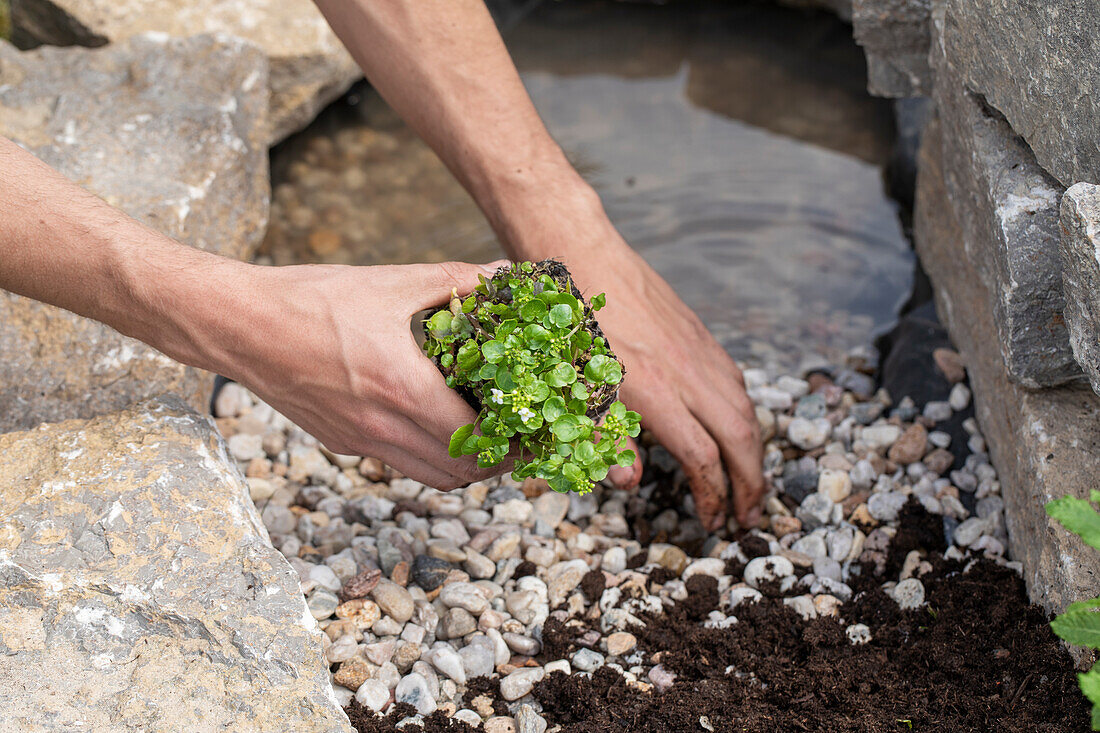 Planting watercress