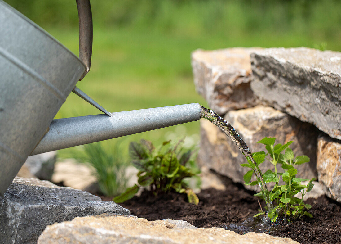 Watering lemon balm