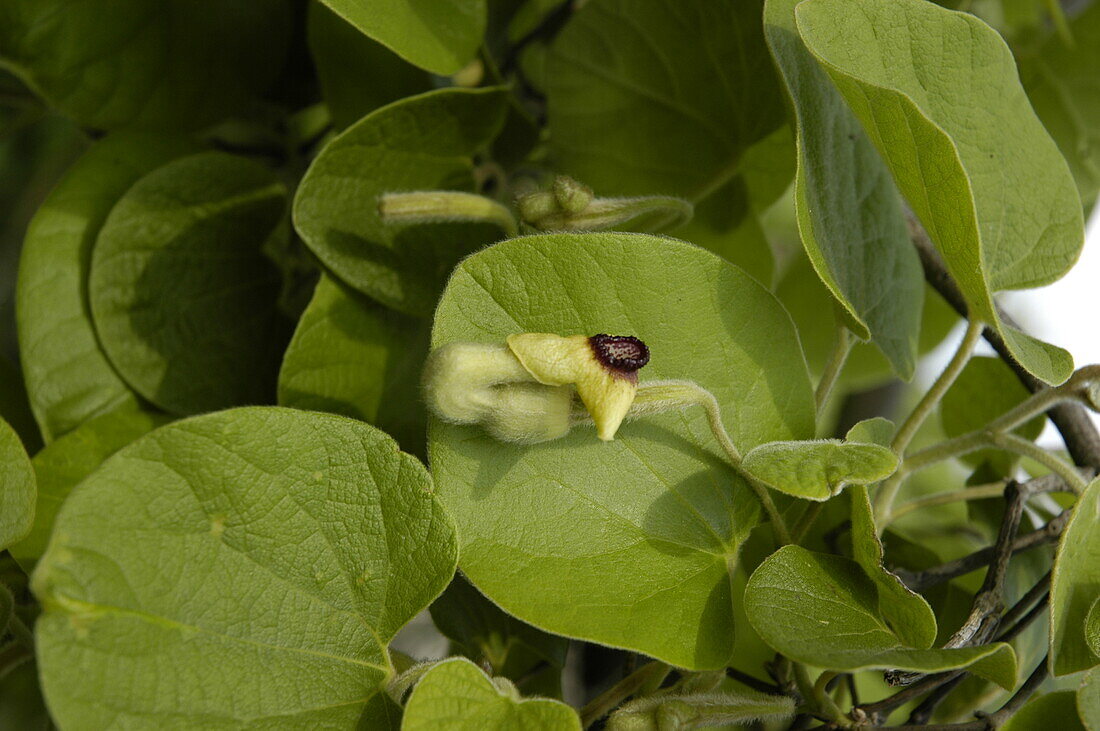 Aristolochia