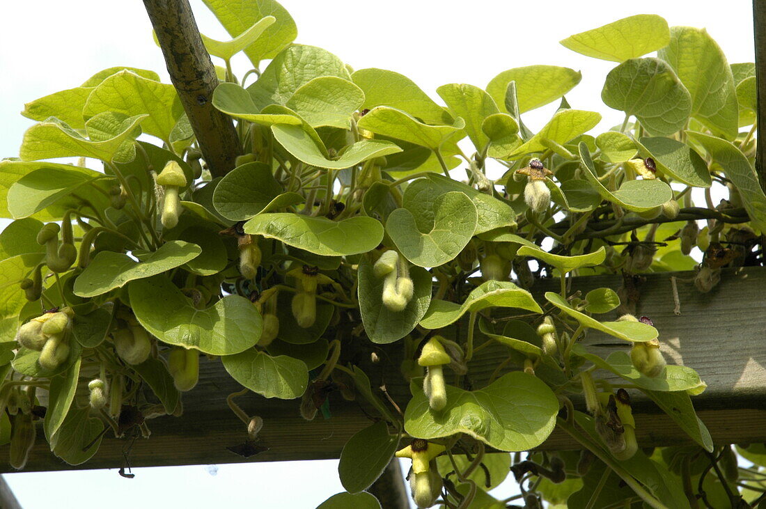 Aristolochia tomentosa