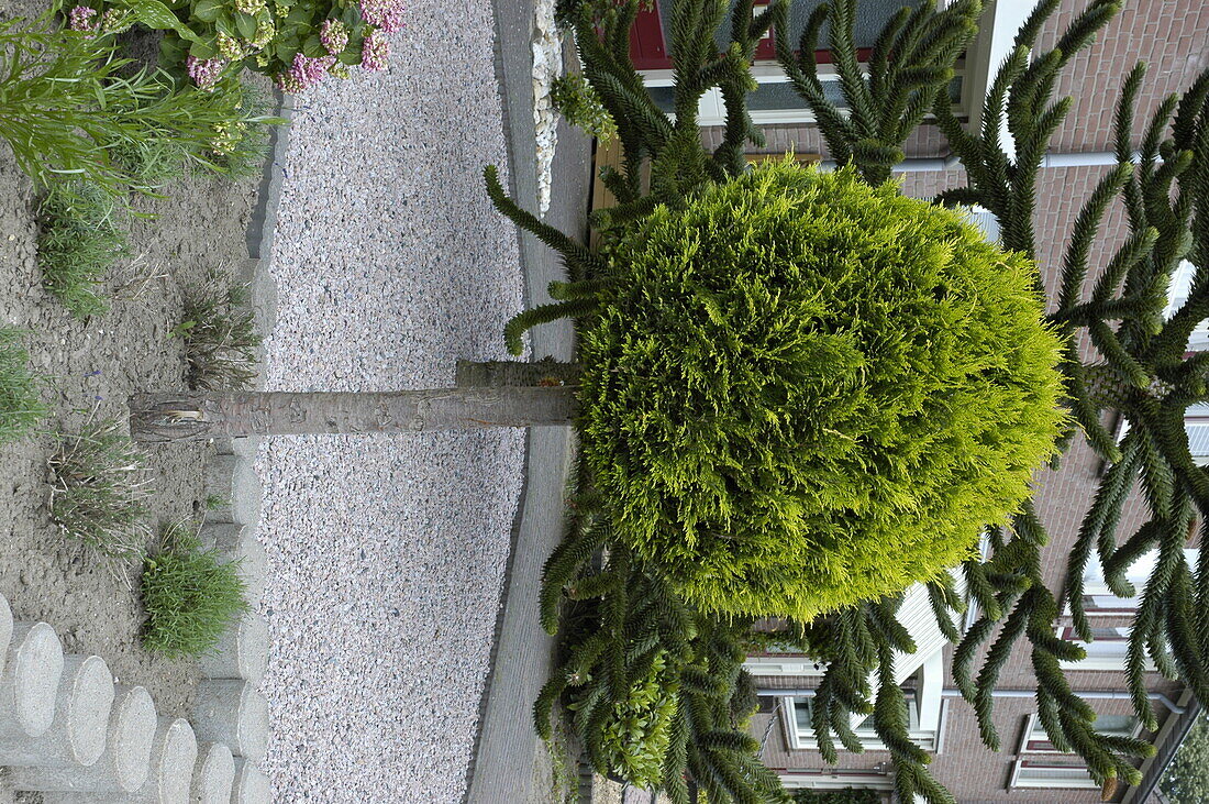 topiary