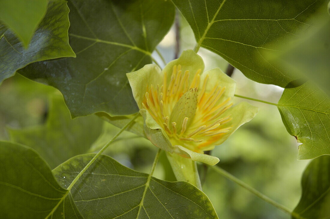 Liriodendron tulipifera