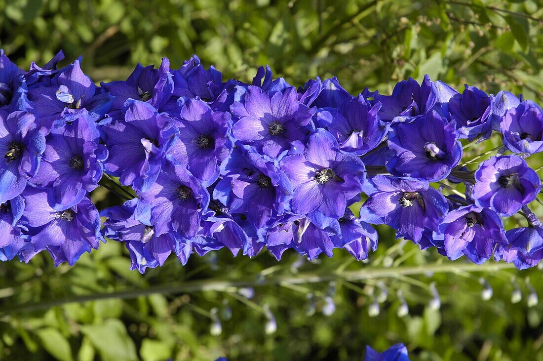 Delphinium, blue violet