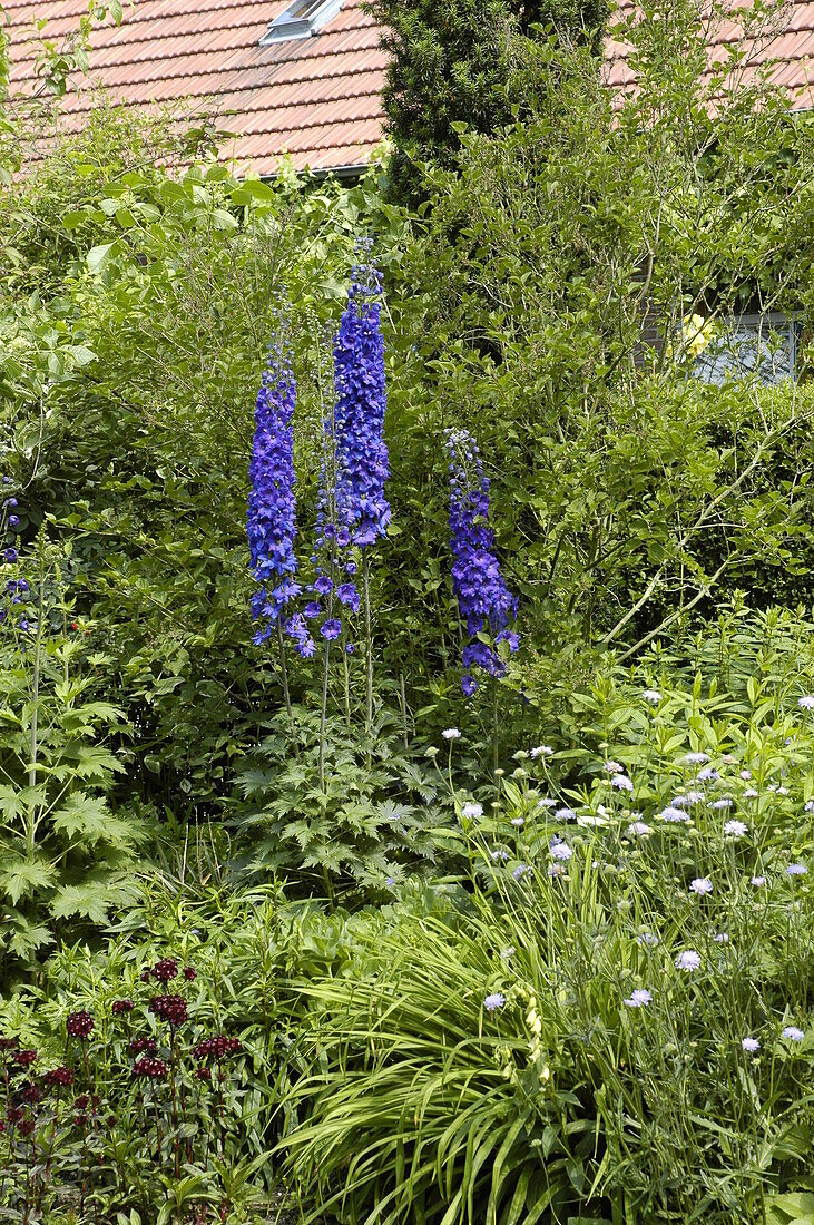 Delphinium x elatum, blue