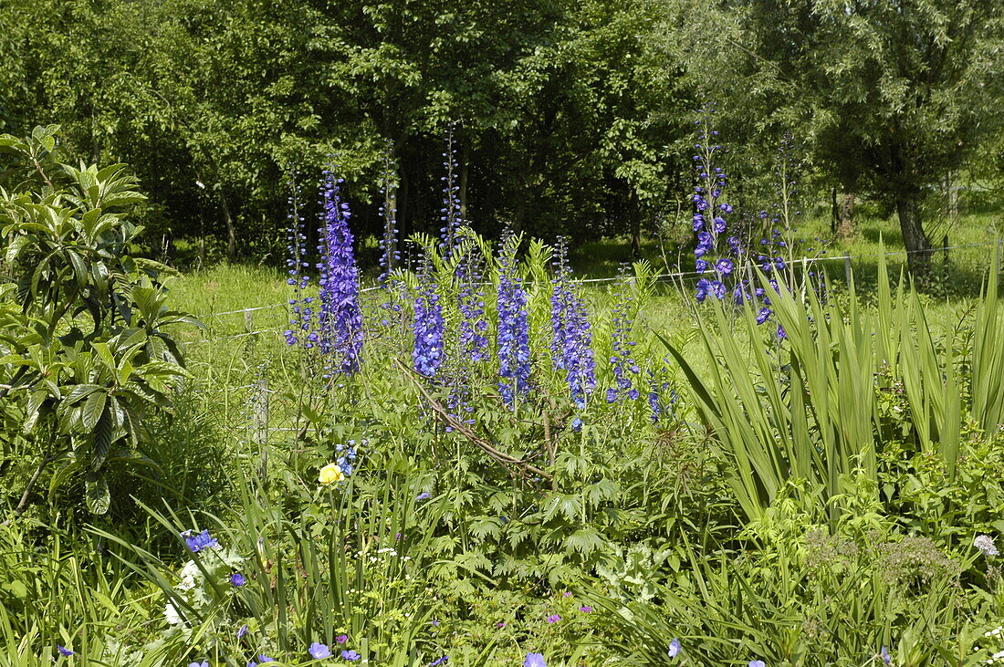 Delphinium, blau