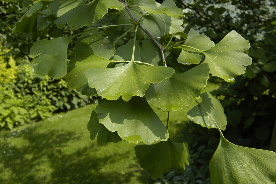 Ginkgo biloba