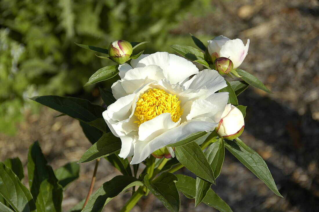 Paeonia lactiflora, single flowering, white