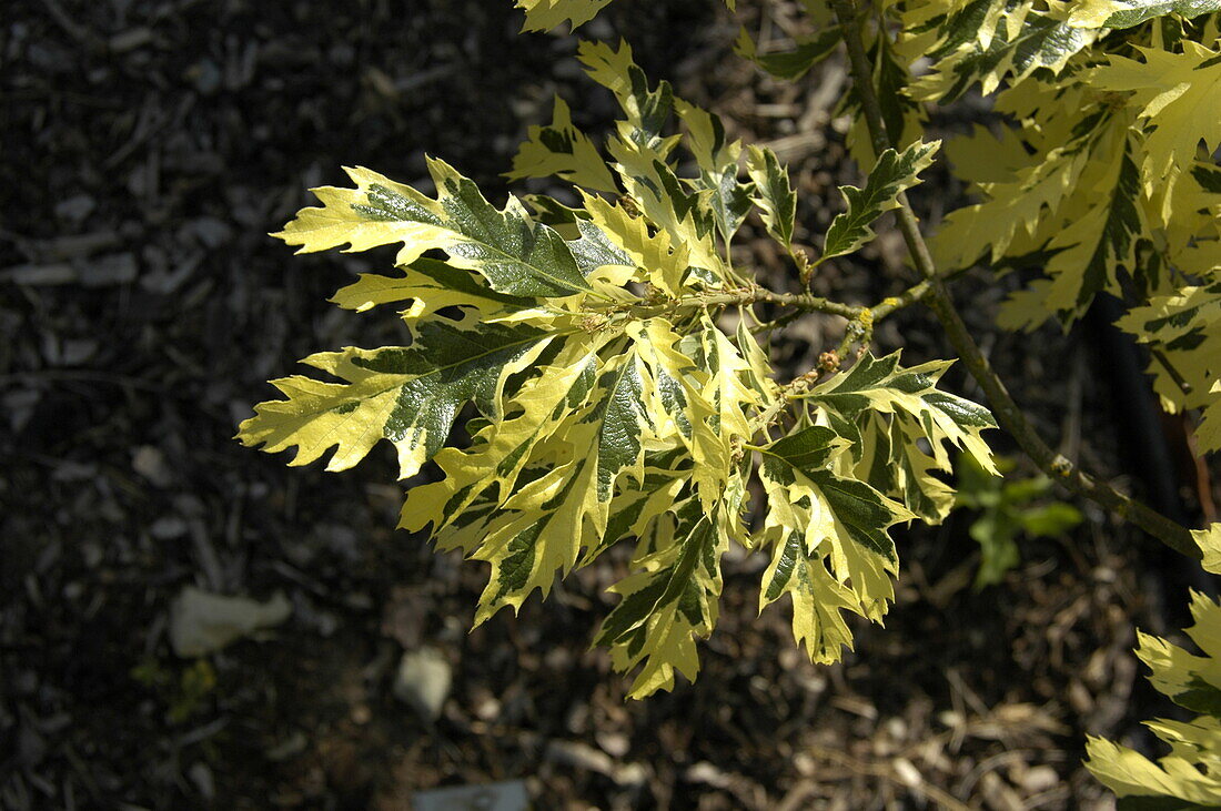 Quercus cerris 'Variegata'