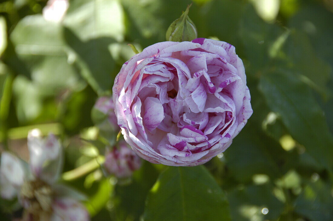 Rosa borbonica Province Panachée