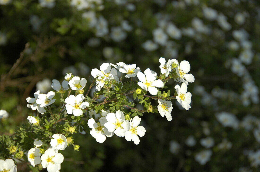 Potentilla fruticosa 'Abbotswood'