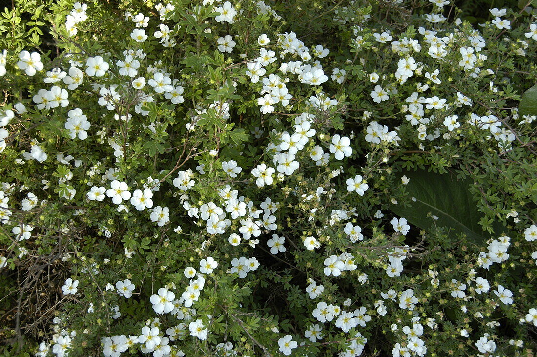 Potentilla fruticosa Abbotswood