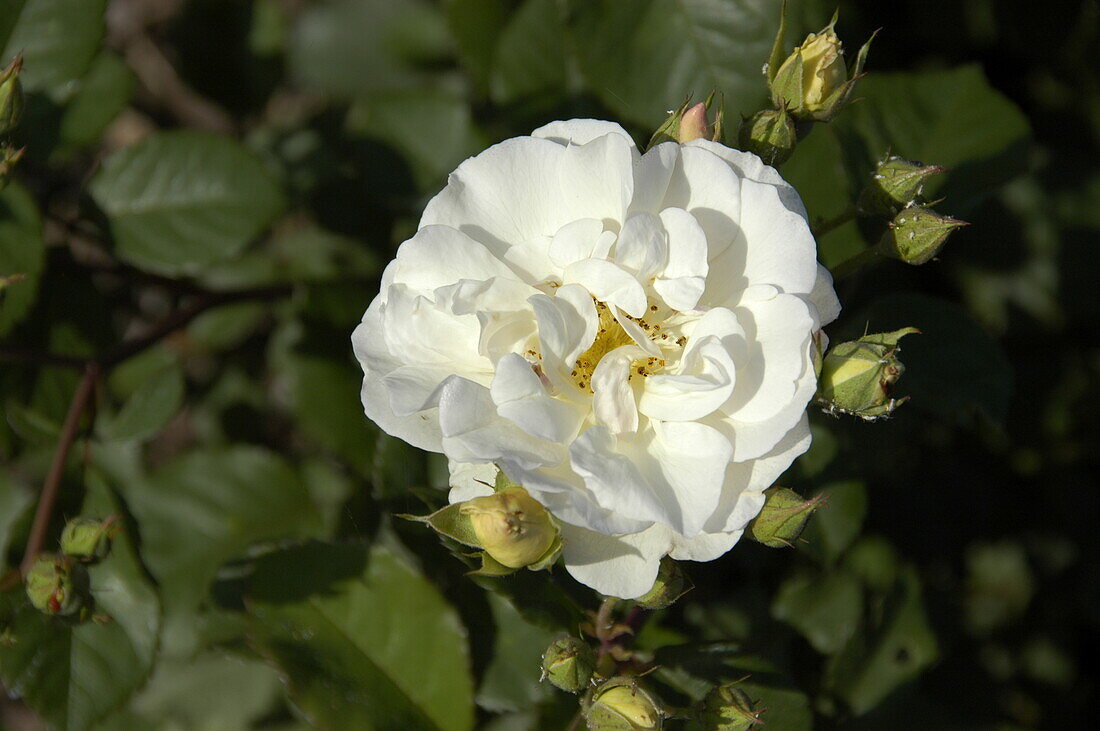 Rosa moschata 'Penelope'