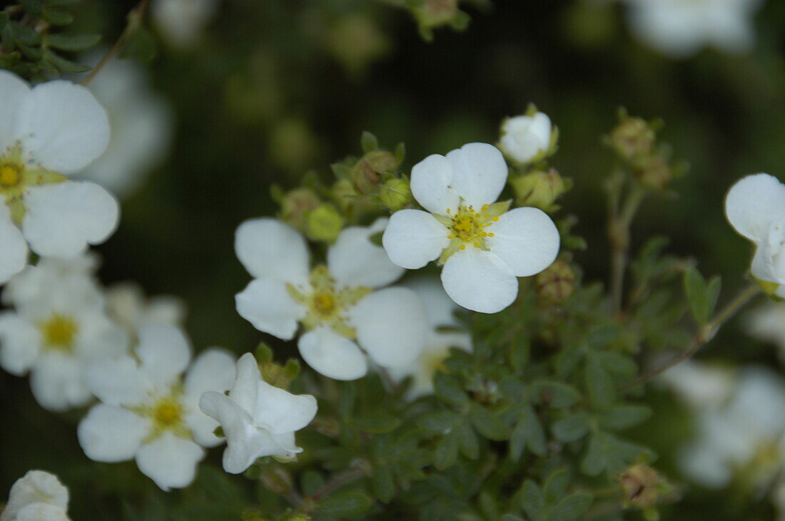 Potentilla fruticosa 'Abbotswood'